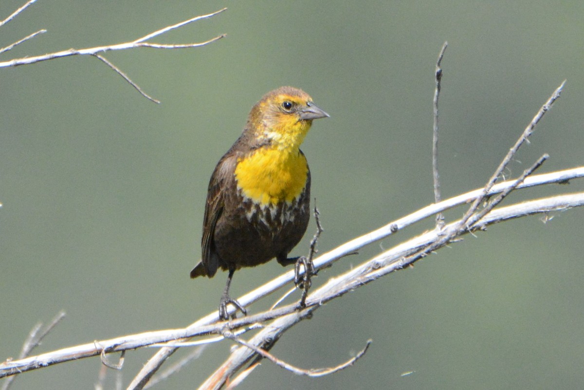 Yellow-headed Blackbird - Robert  Whetham