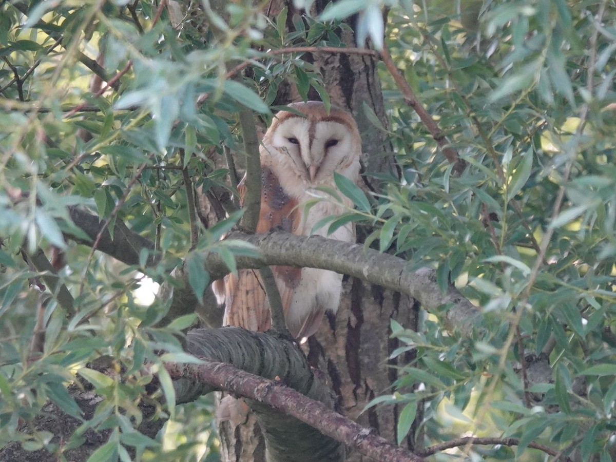 Western Barn Owl - Roy Collins