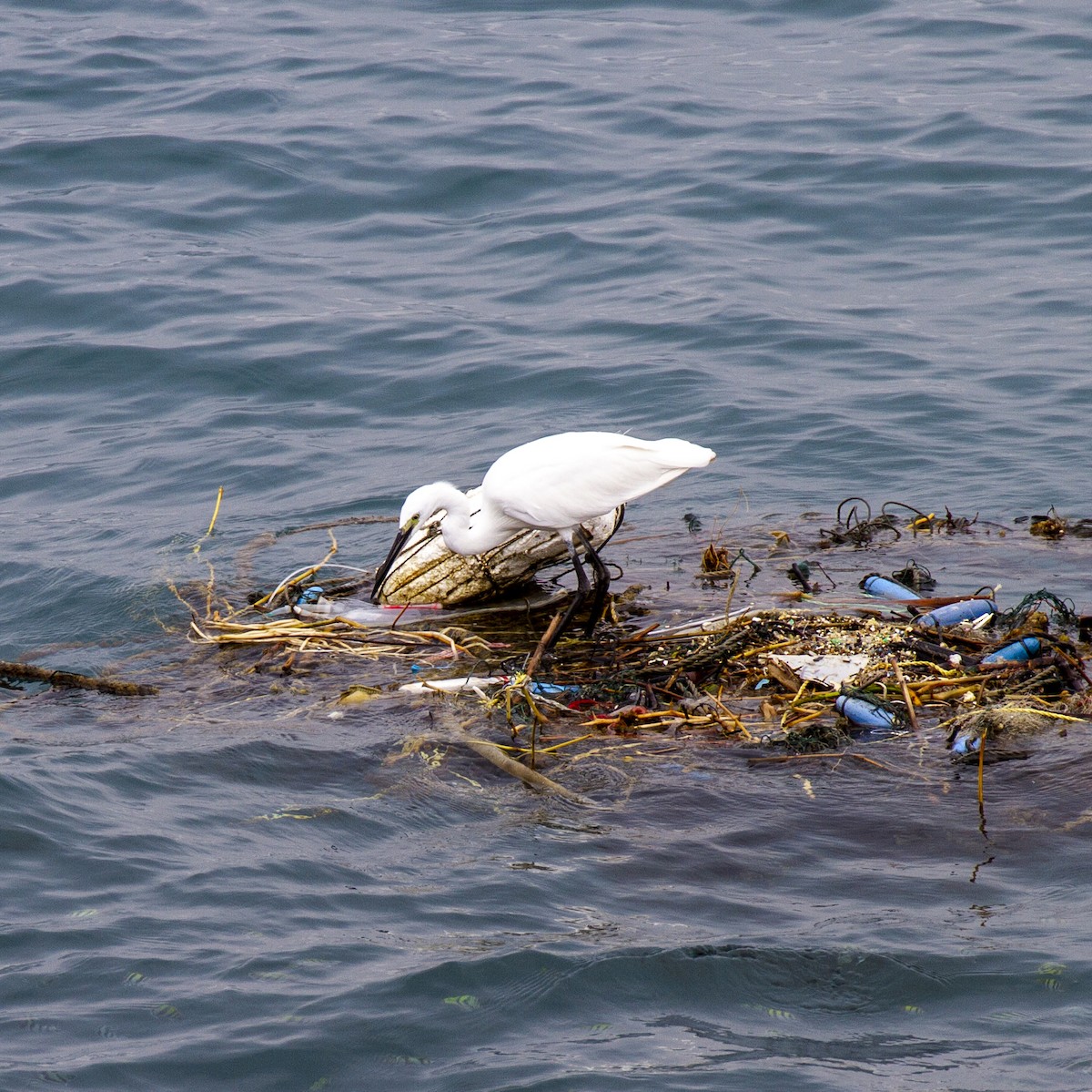 Little Egret - ML248121541