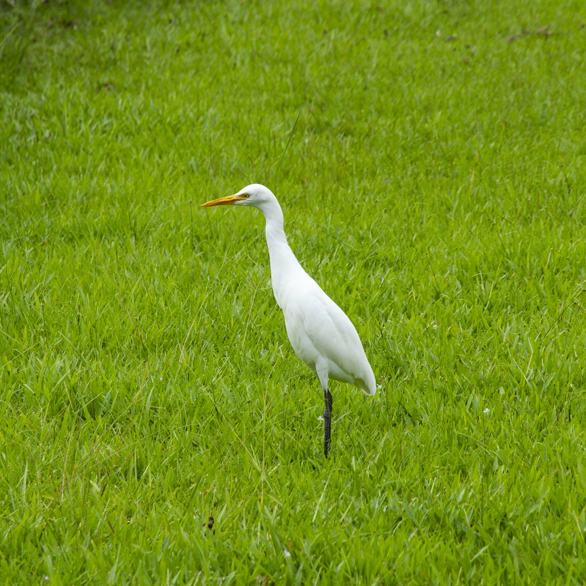 Eastern Cattle Egret - ML248122931