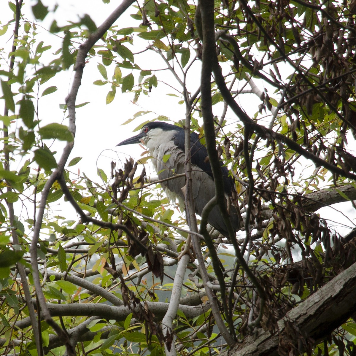 Black-crowned Night Heron - ML248122971