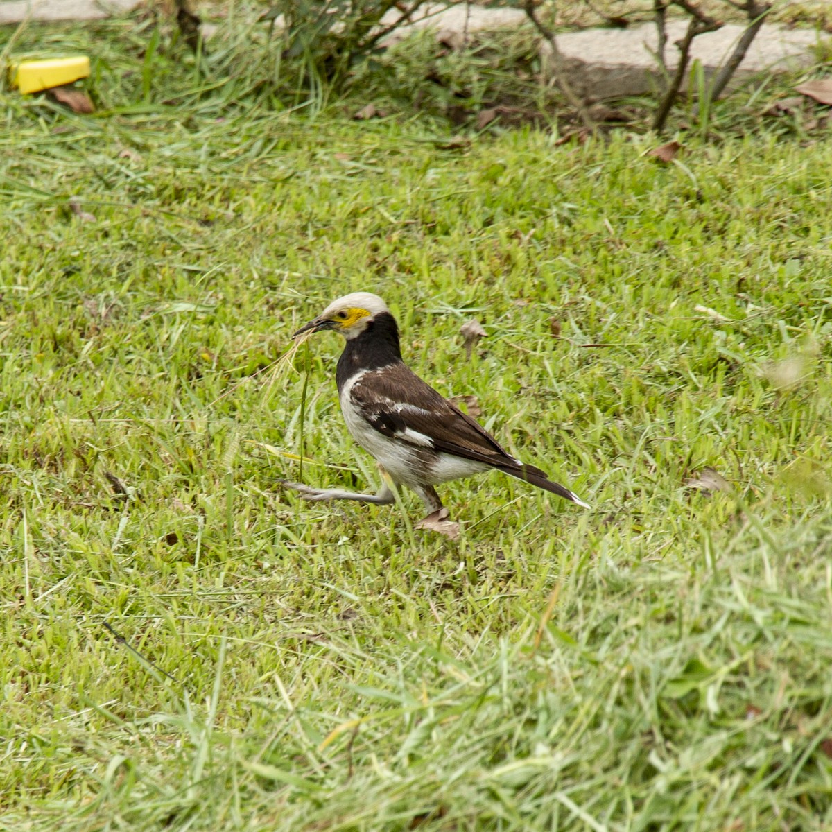 Black-collared Starling - Weiyue Ji