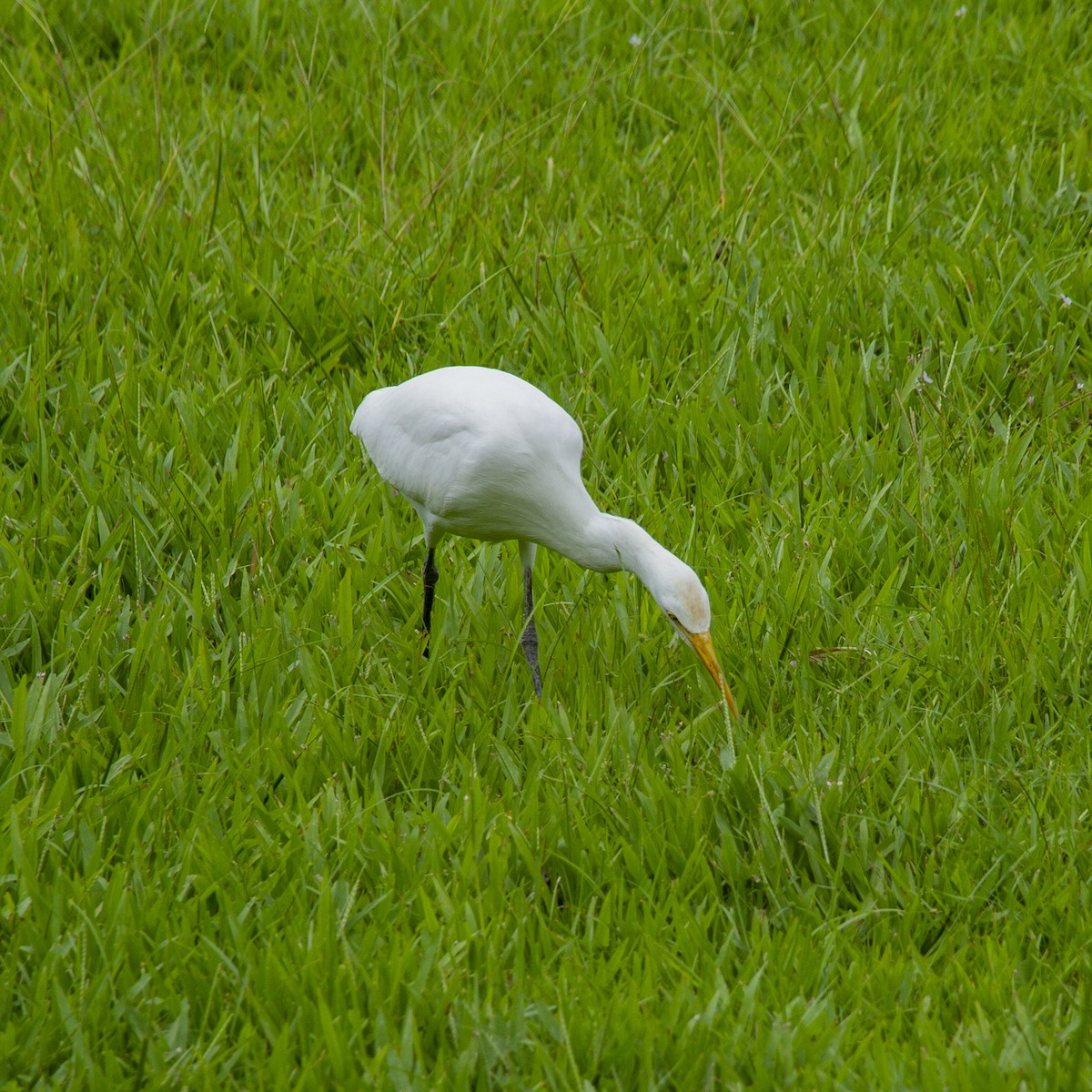 Eastern Cattle Egret - ML248123031