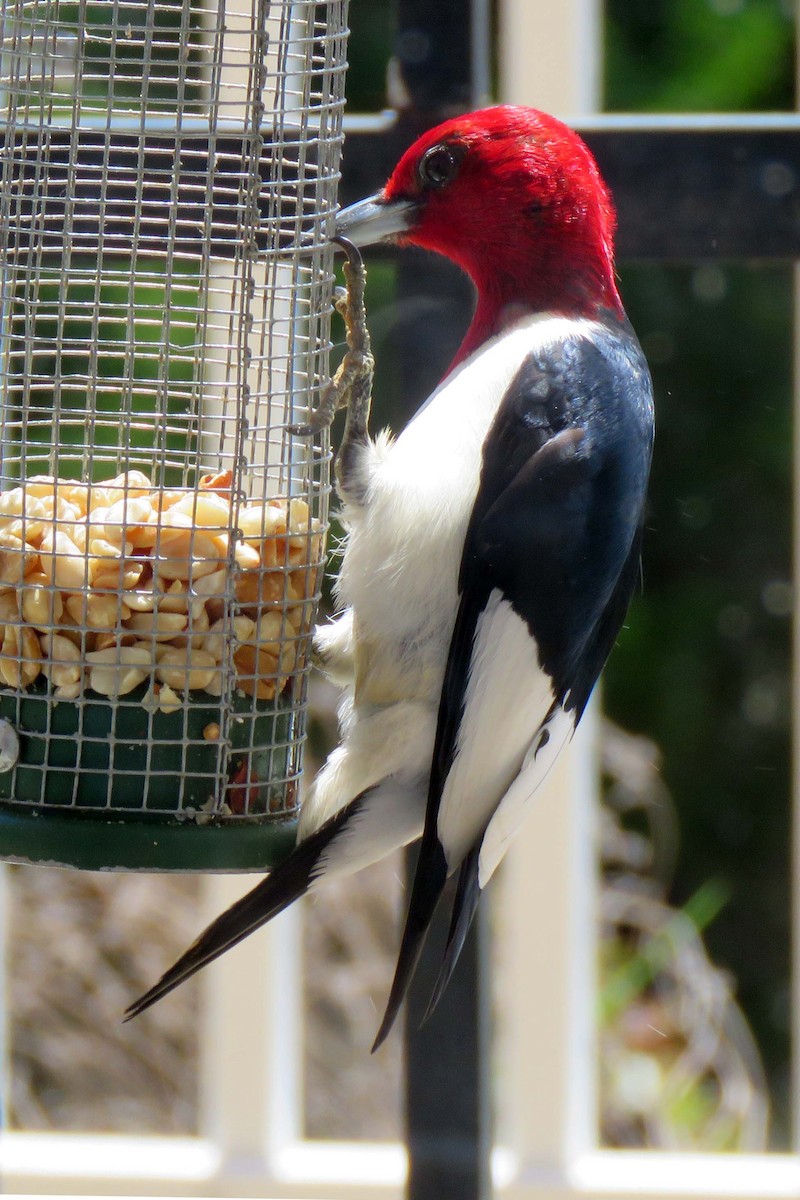 Red-headed Woodpecker - ML248123421