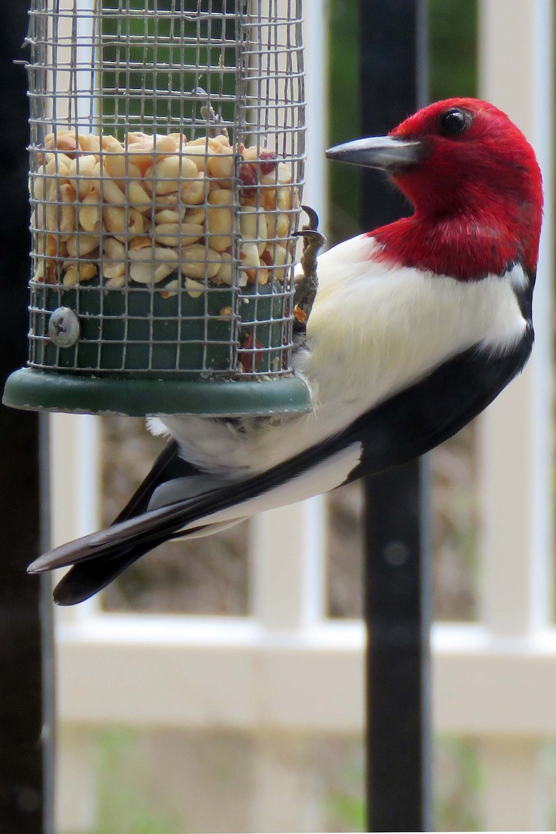 Red-headed Woodpecker - ML248123491