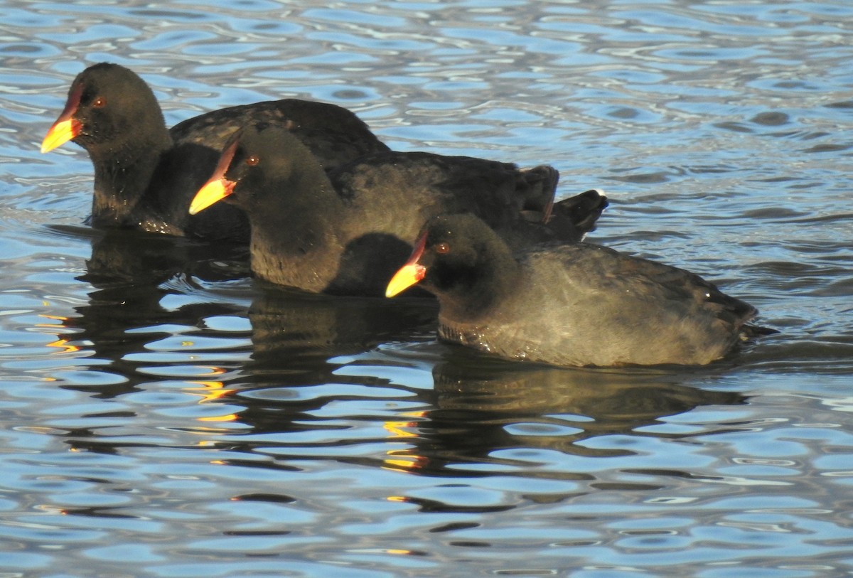 Red-fronted Coot - ML248123911