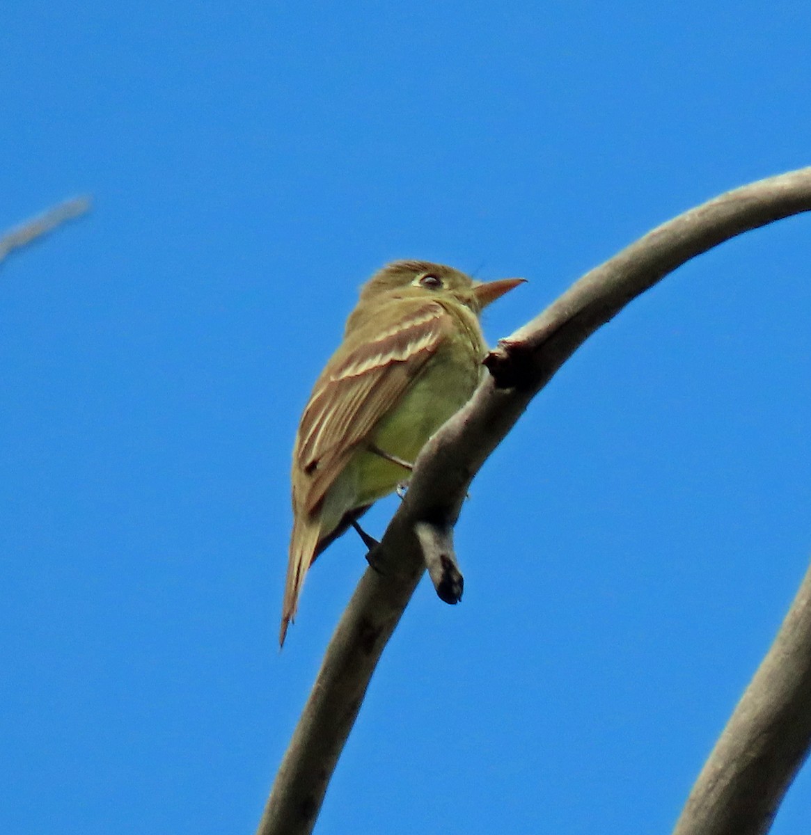 Western Flycatcher (Cordilleran) - ML248124111