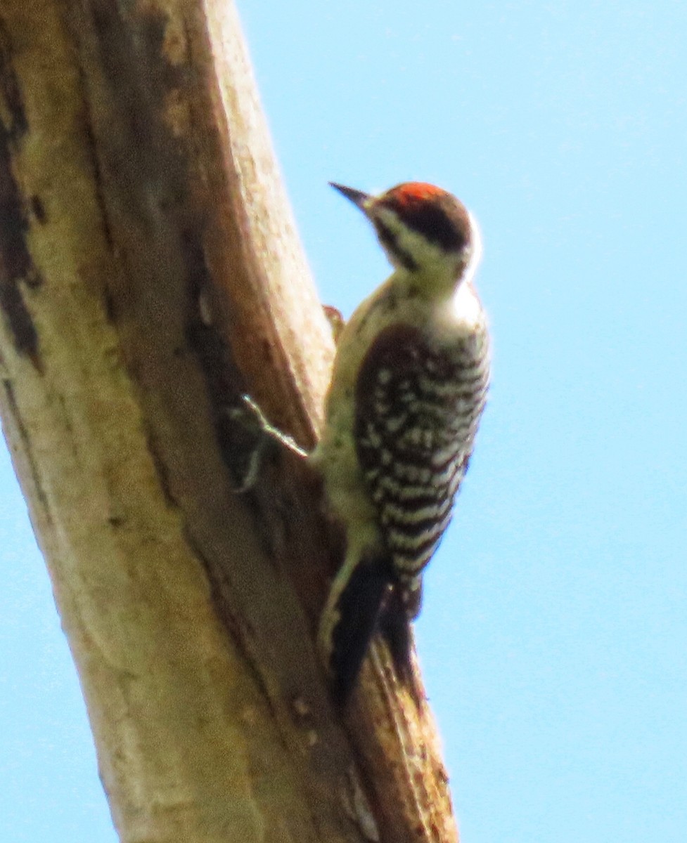 Ladder-backed Woodpecker - Eric  Weston