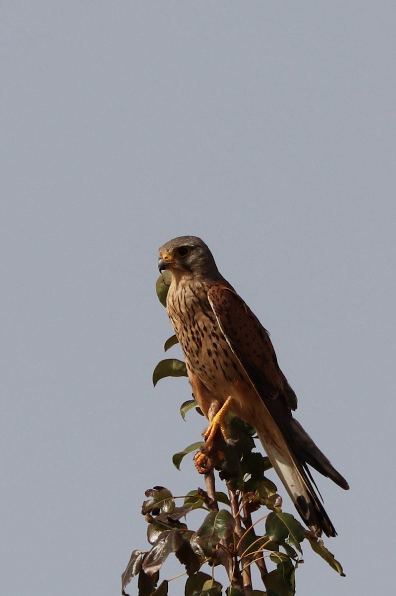 Eurasian Kestrel - ML248125531