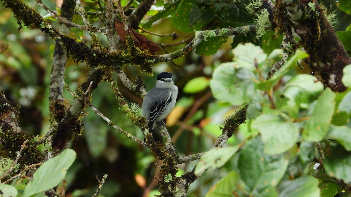 Black-and-white/Cryptic Becard - Jorge Muñoz García   CAQUETA BIRDING