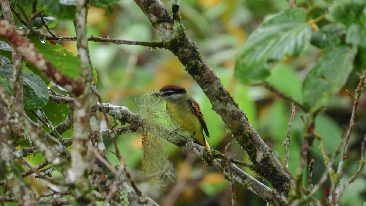 Black-and-white/Cryptic Becard - Jorge Muñoz García   CAQUETA BIRDING