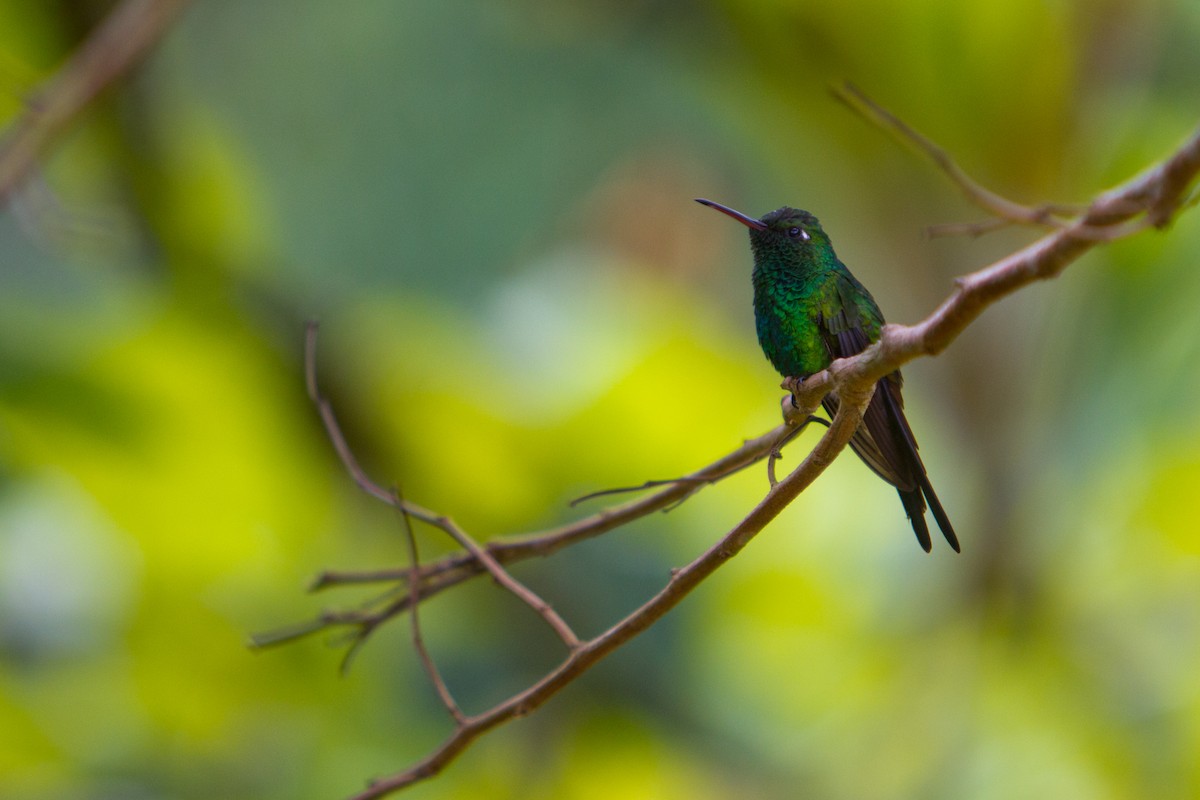 kolibřík kubánský - ML248127391