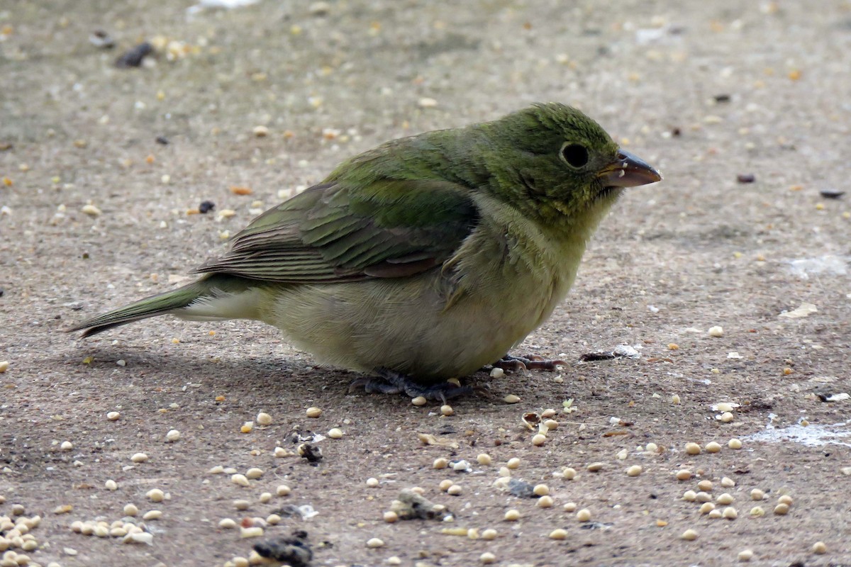 Painted Bunting - ML248127461