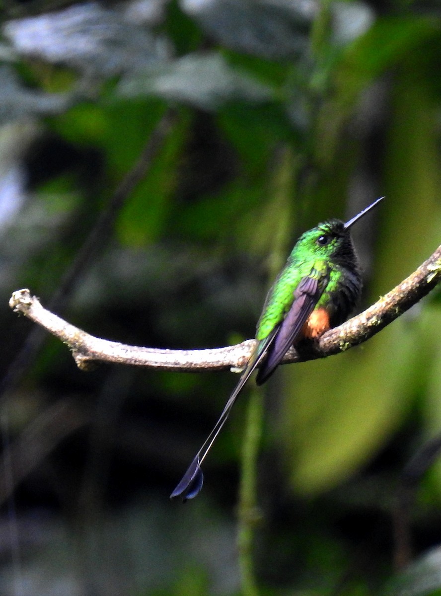 Colibrí de Raquetas Peruano - ML248127831