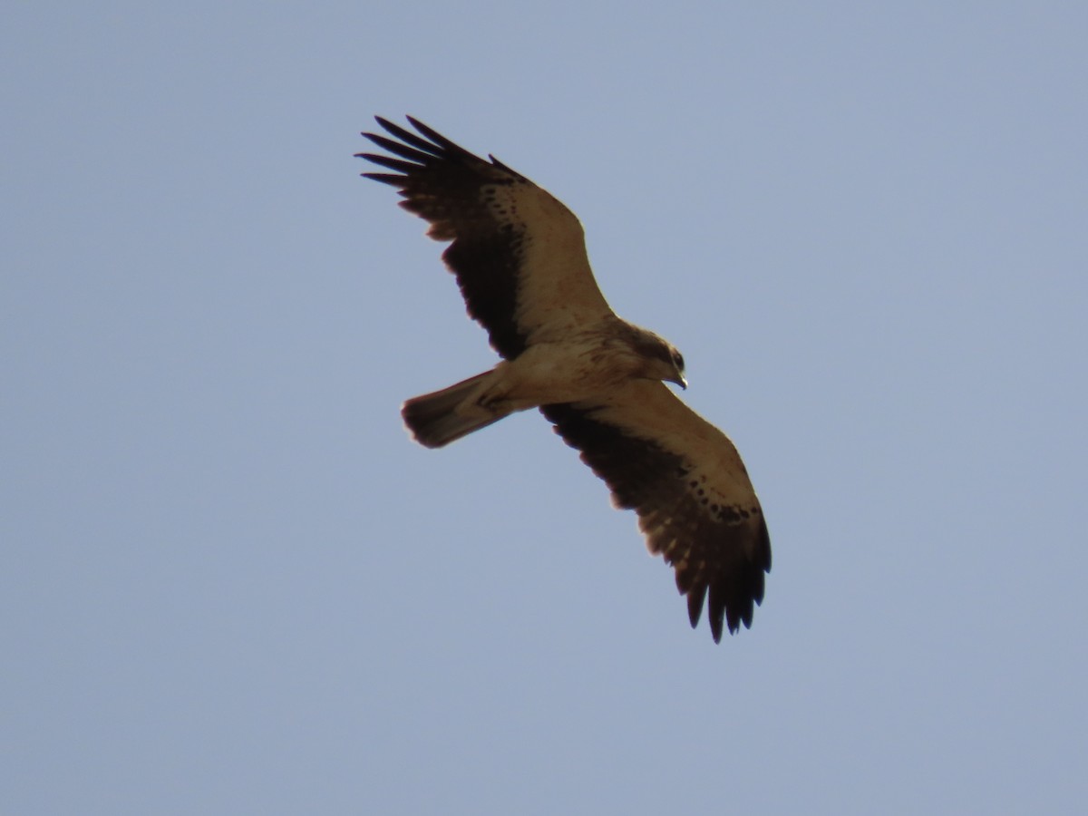 Booted Eagle - ML248131341