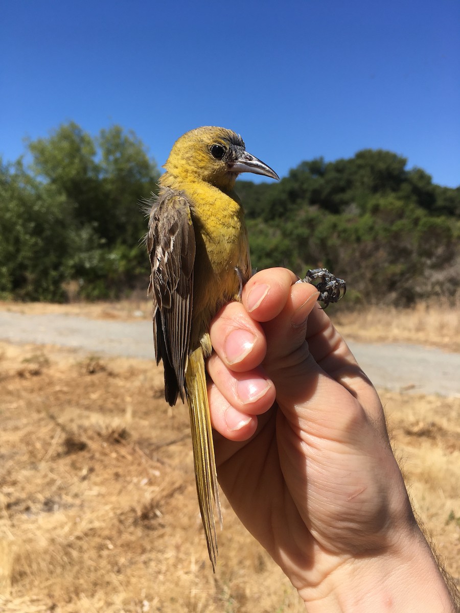 Hooded Oriole - ML248131451