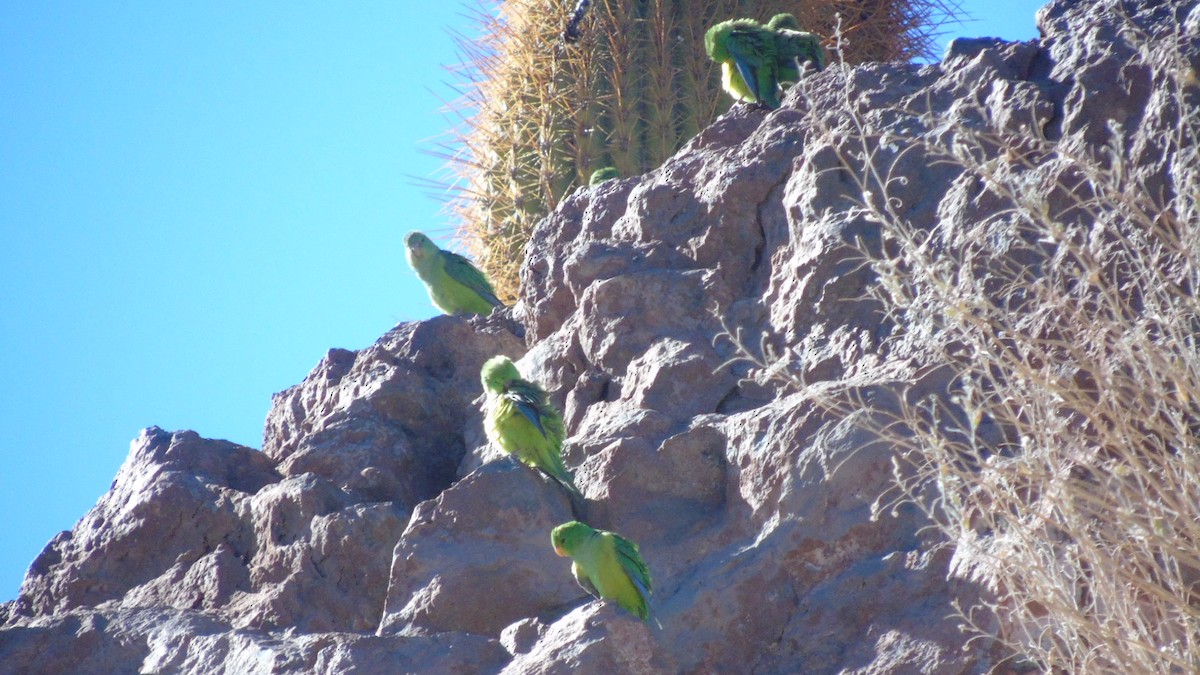 Mountain Parakeet - ML248132871