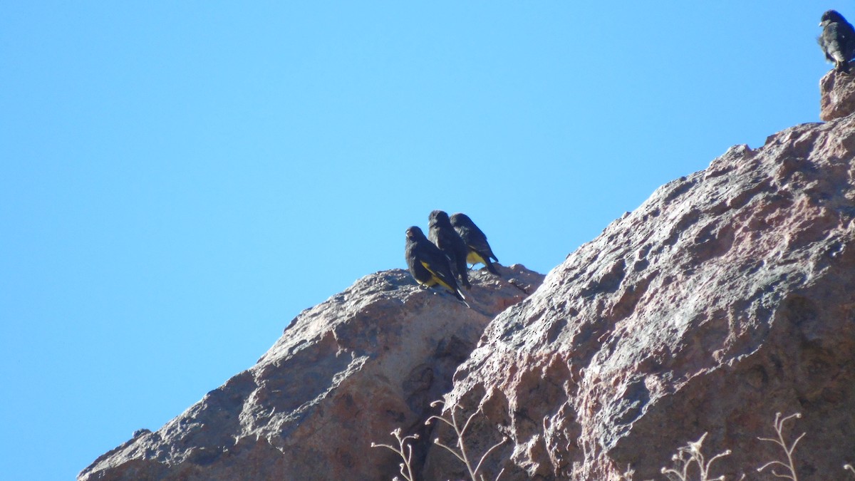 Black Siskin - ML248132941
