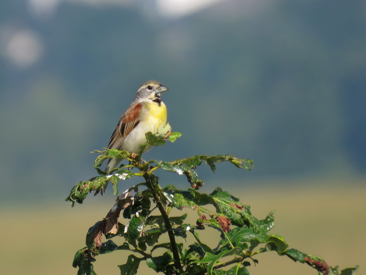 Dickcissel - ML248133911