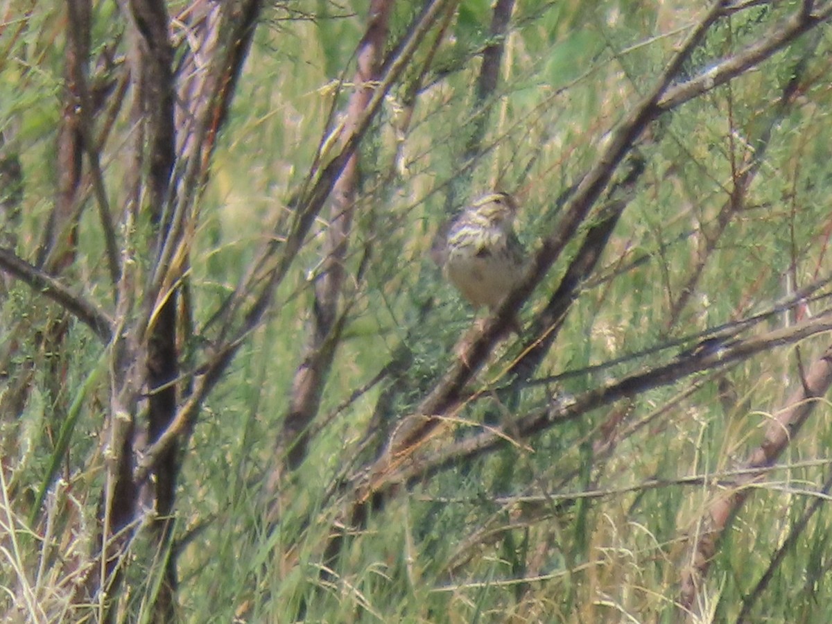 Vesper Sparrow - ML248134851