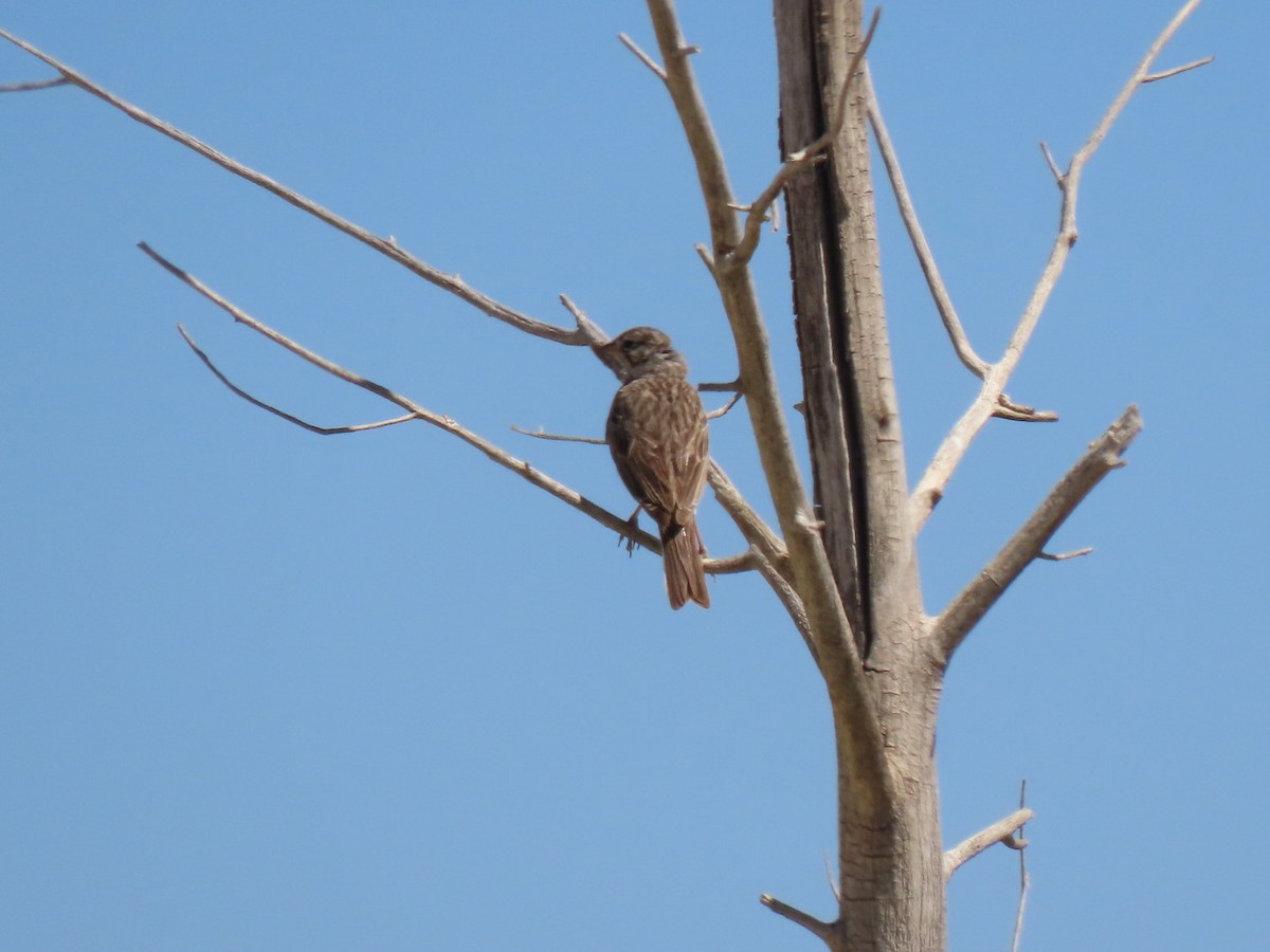 Vesper Sparrow - ML248134981