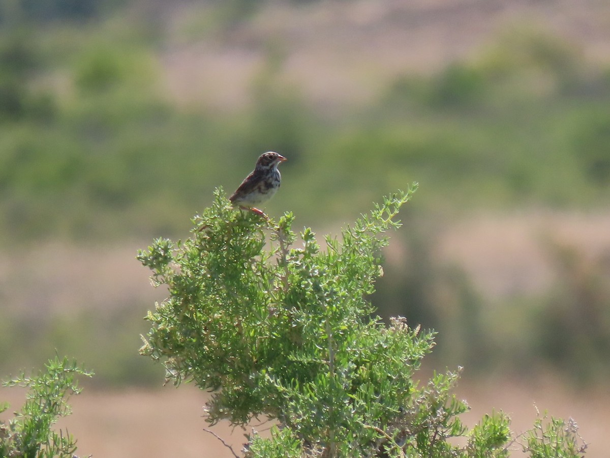 Vesper Sparrow - ML248135201