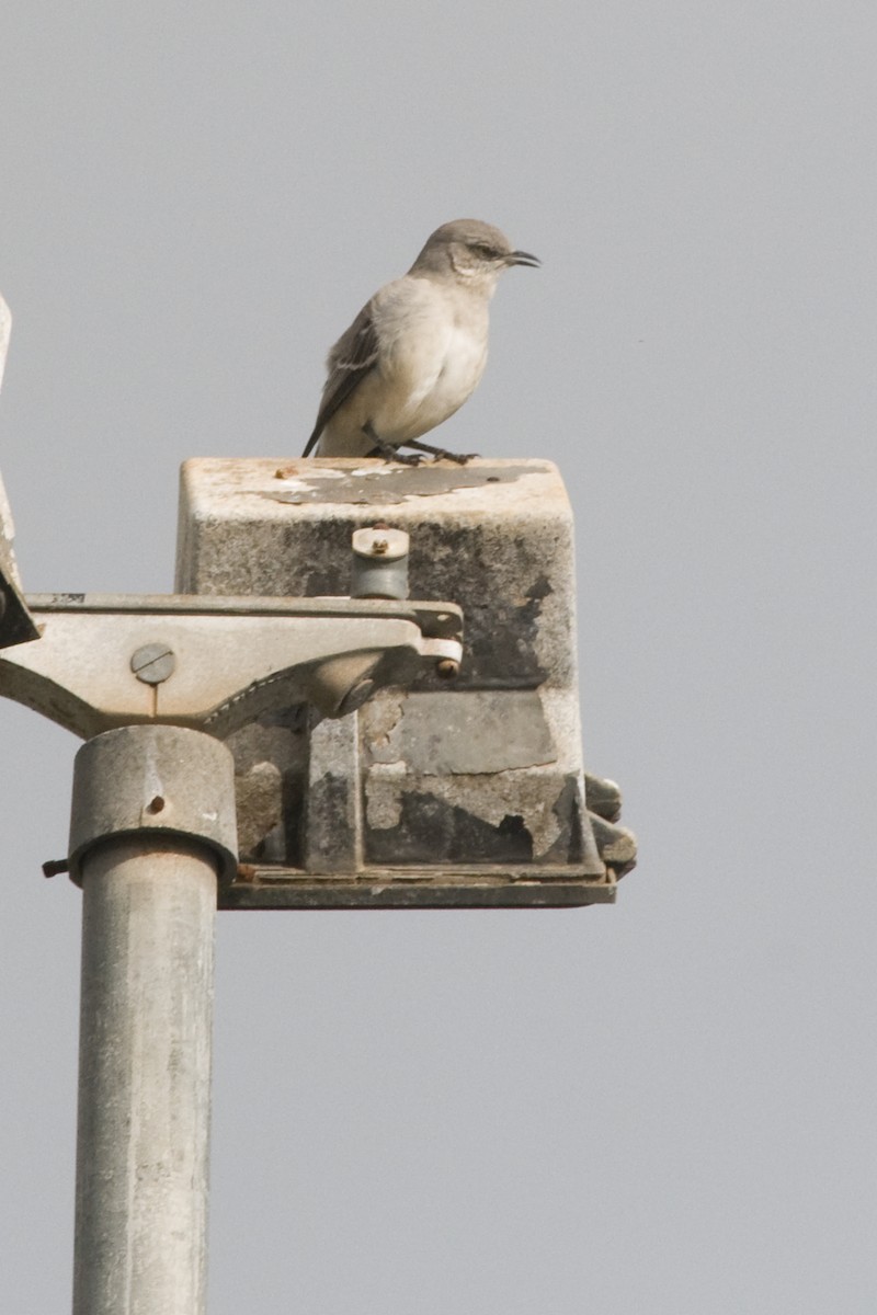 Northern Mockingbird - ML24813671