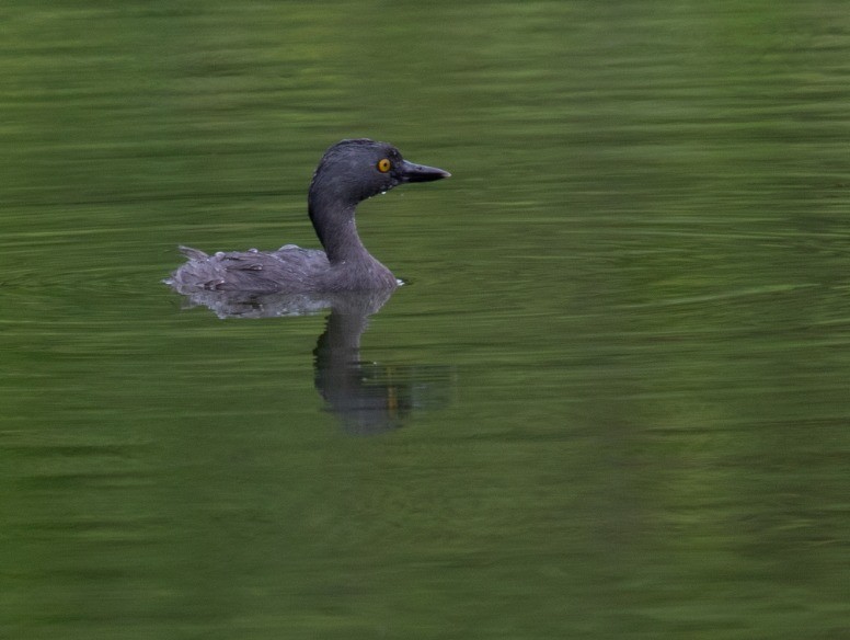 Least Grebe - ML248137051