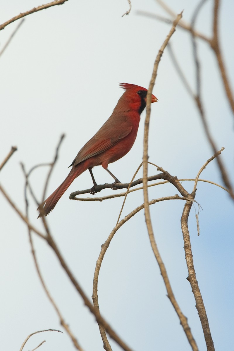 Northern Cardinal - Ken Langelier