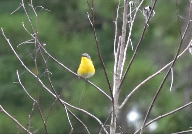 Yellow-breasted Chat - ML248138621