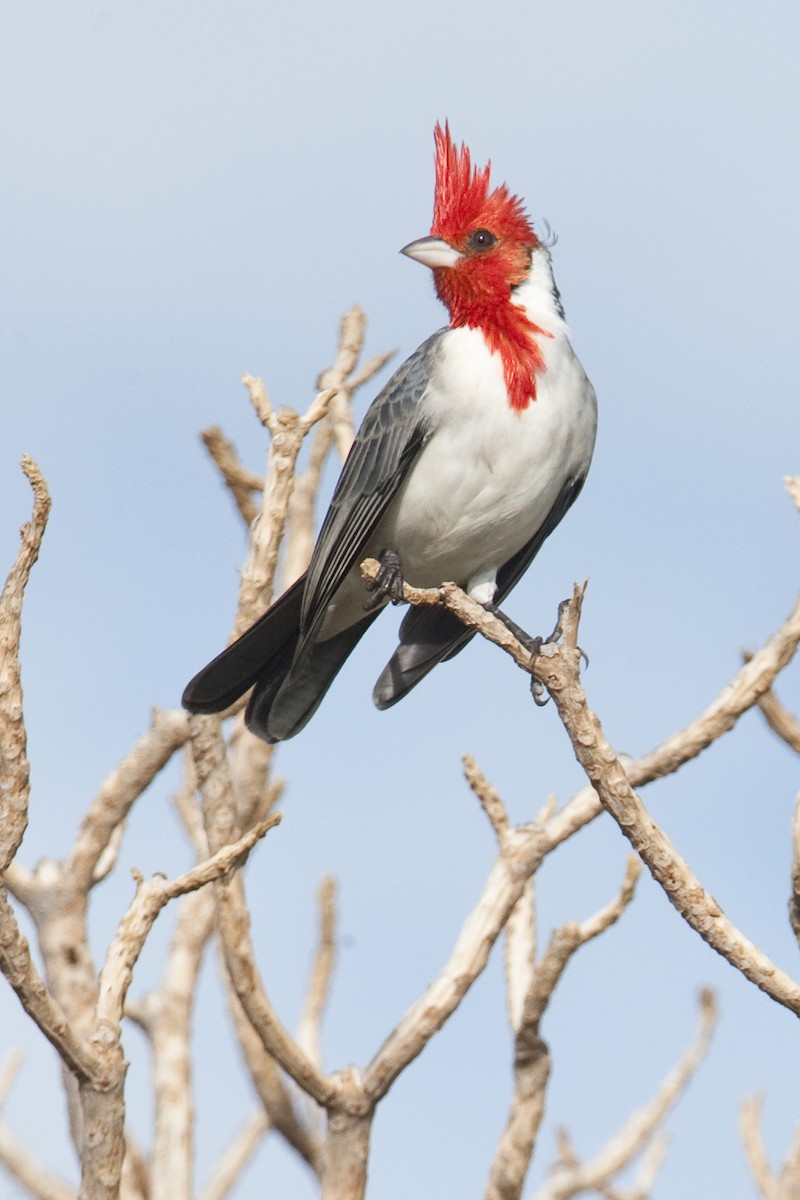 Red-crested Cardinal - ML24813911