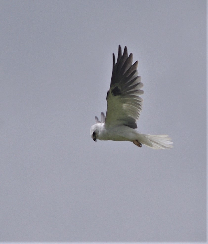 White-tailed Kite - Beth Mangia