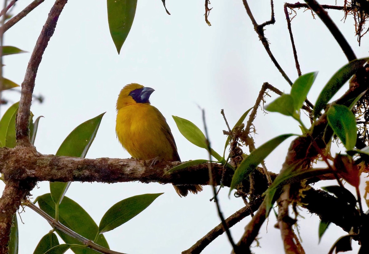 Yellow-green Grosbeak - Timo Mitzen