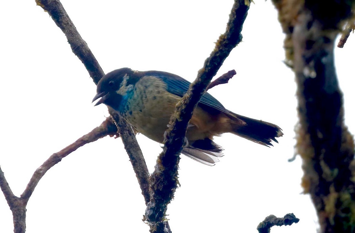 Green-naped Tanager - Timo Mitzen