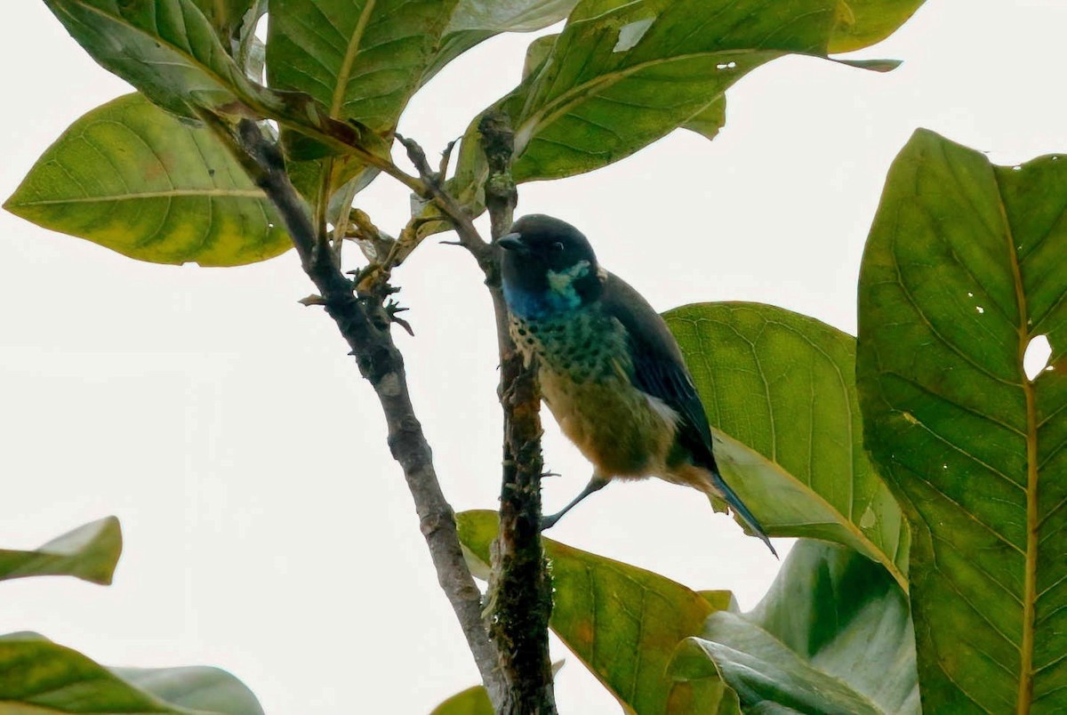 Green-naped Tanager - Timo Mitzen