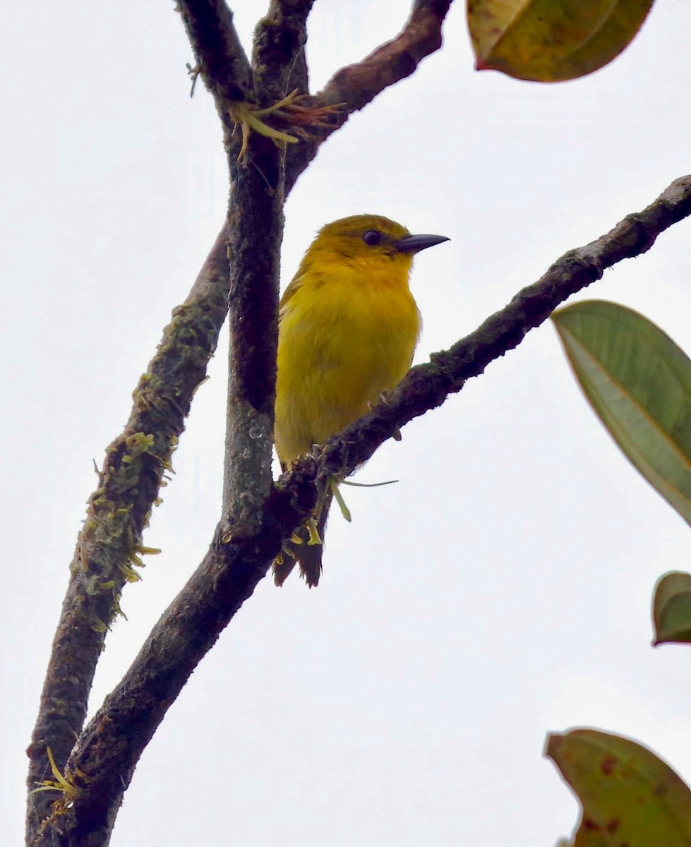 Black-and-yellow Tanager - Timo Mitzen