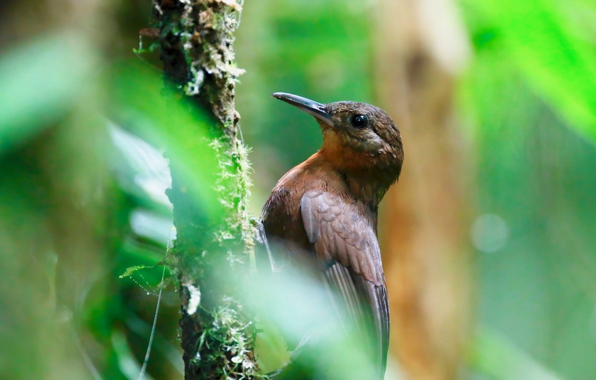 Middle American Leaftosser - Timo Mitzen