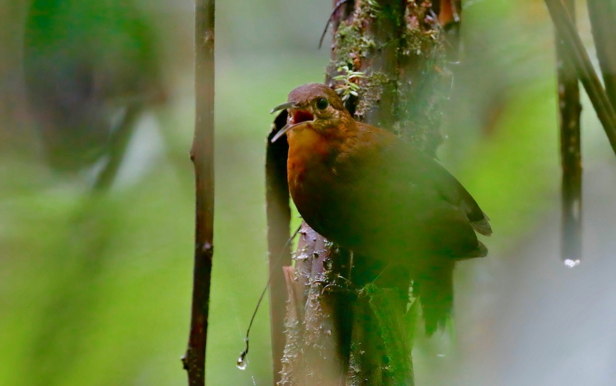 Middle American Leaftosser - Timo Mitzen