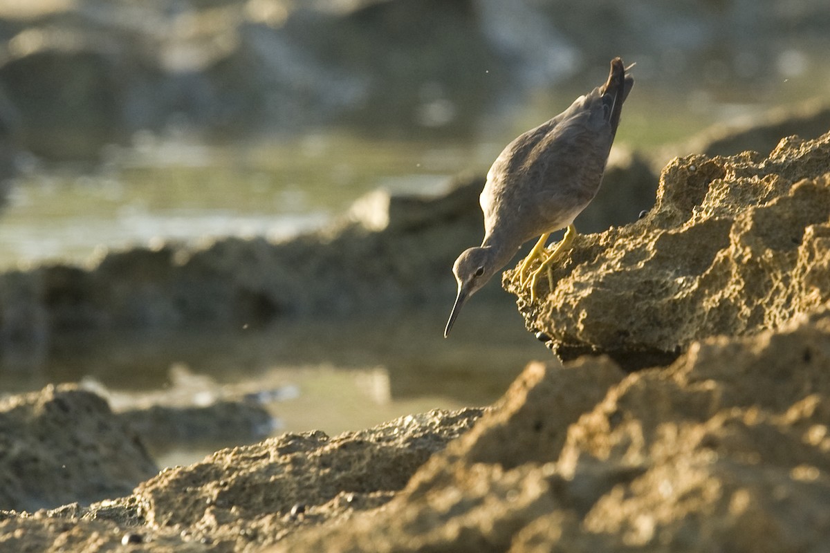 Wandering Tattler - ML24814021