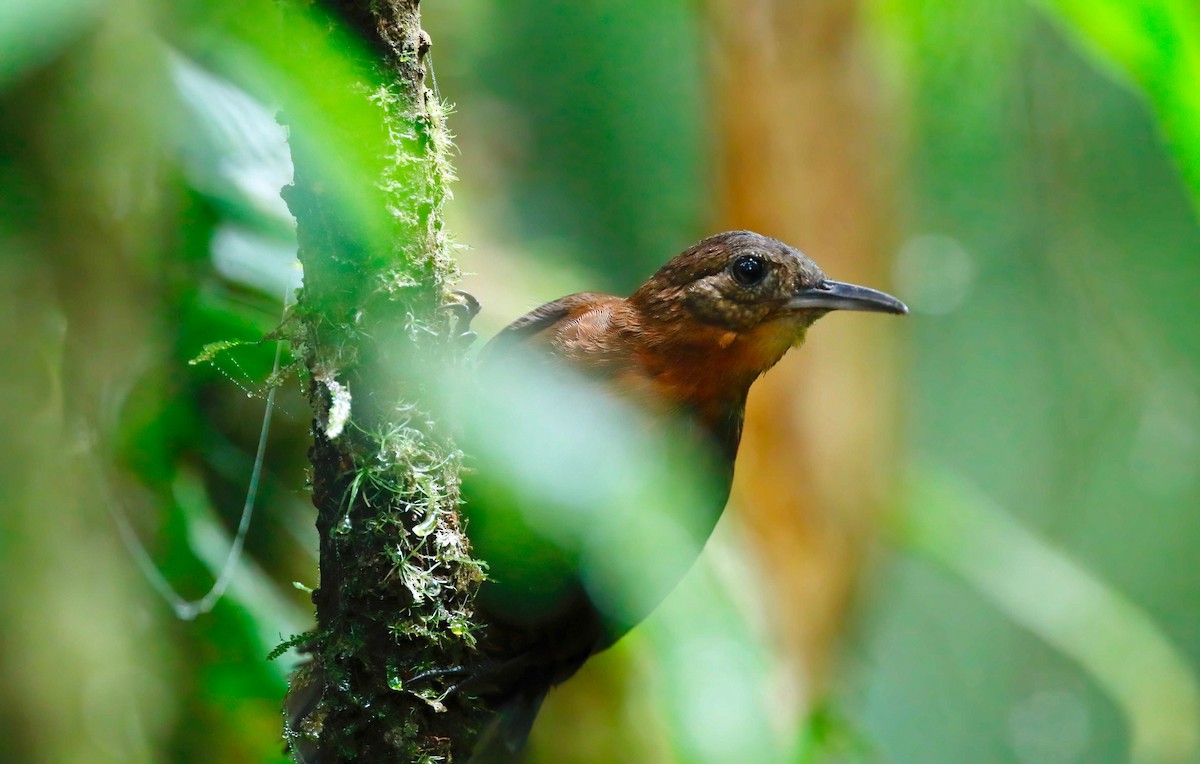 Middle American Leaftosser - Timo Mitzen