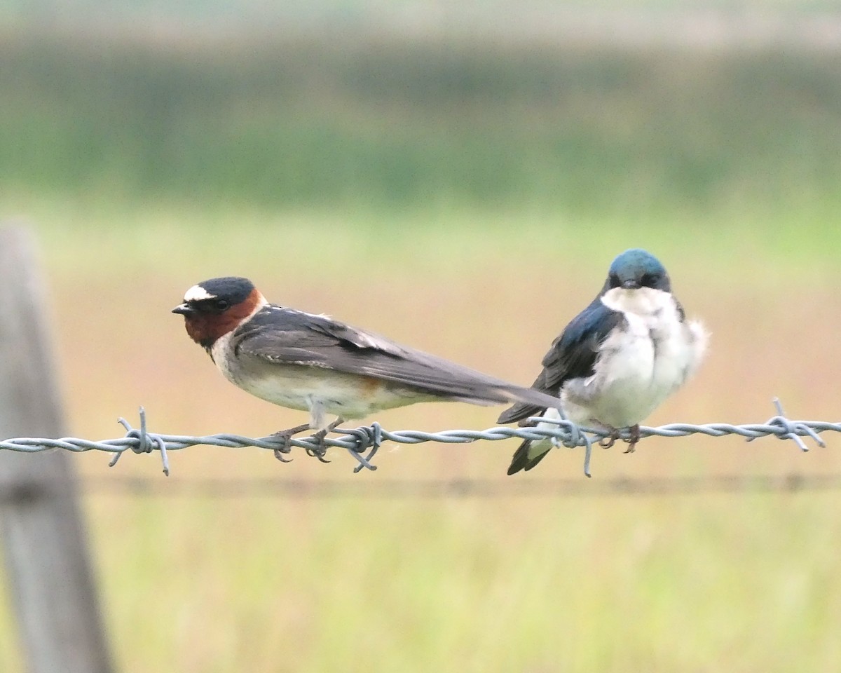 Cliff Swallow - ML248141901