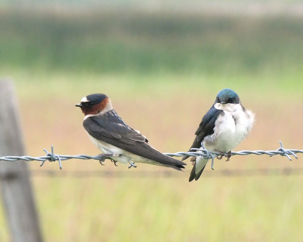 Cliff Swallow - ML248141921