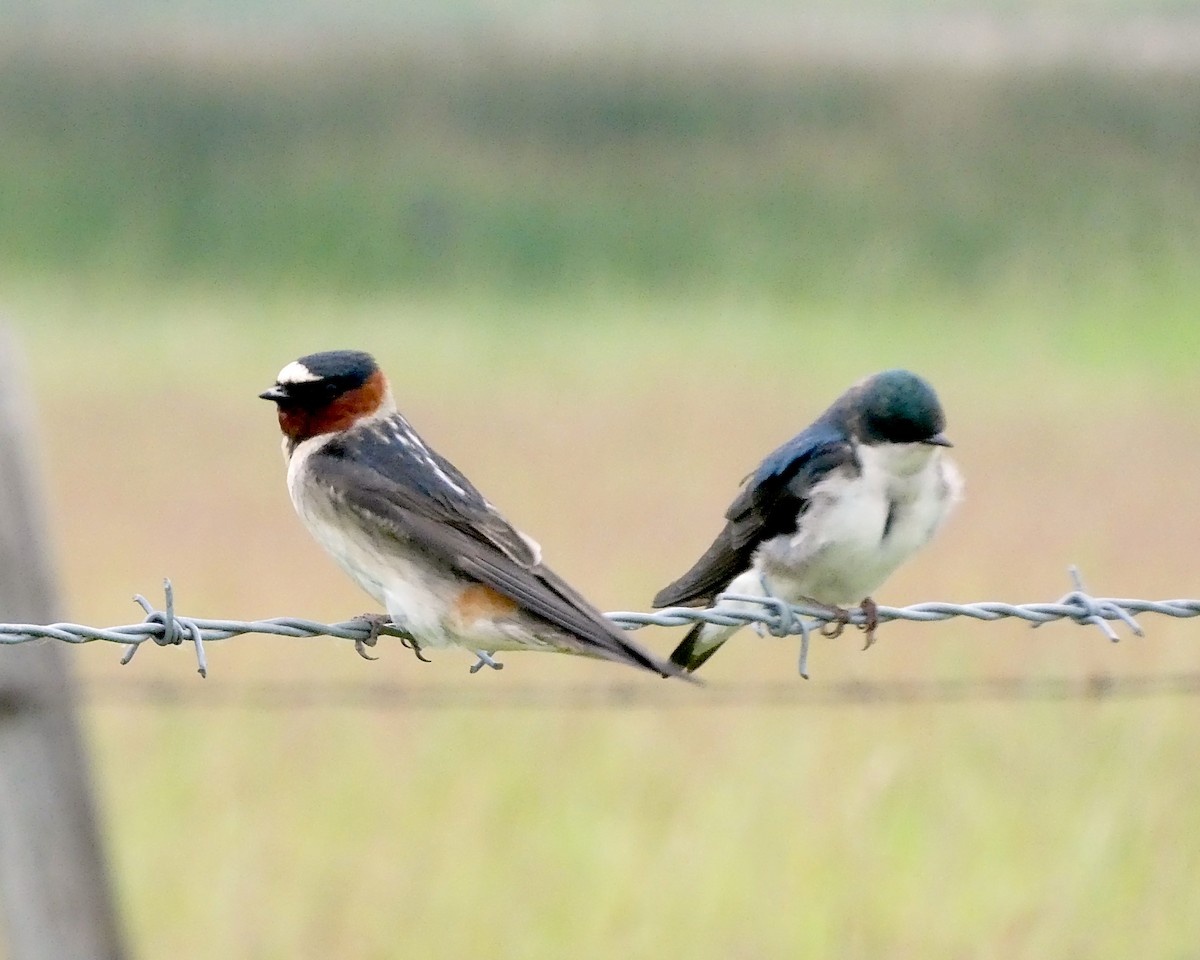 Cliff Swallow - Randall M