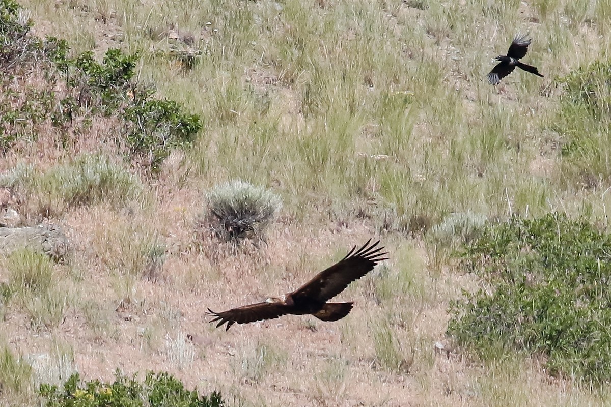 Golden Eagle - Dan Ellison