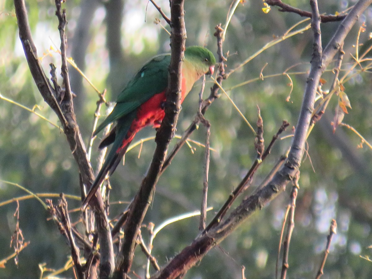 Australian King-Parrot - Rodney Macready