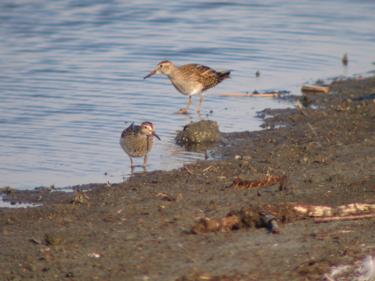 Pectoral Sandpiper - Langis Sirois