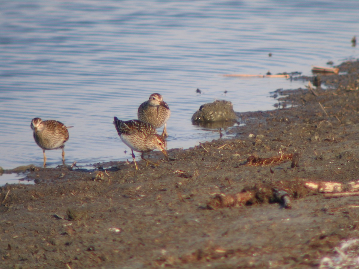 Pectoral Sandpiper - ML248144161