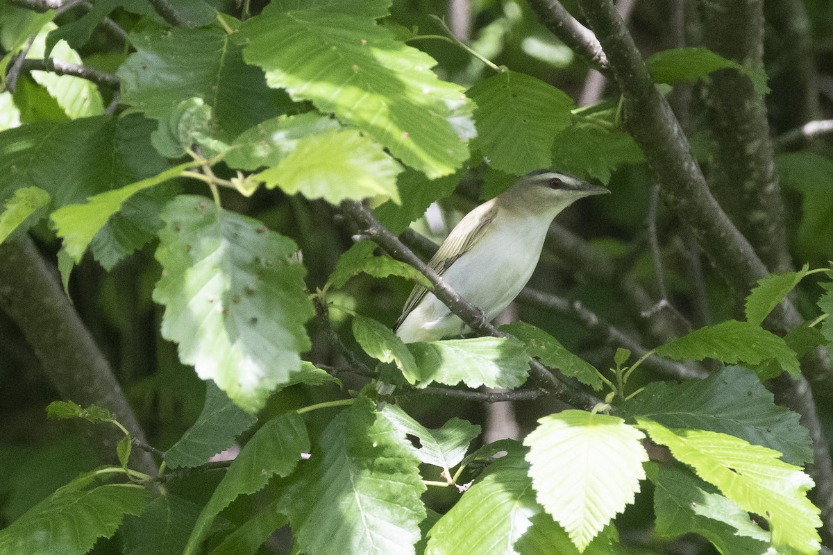 Vireo Ojirrojo - ML248146491