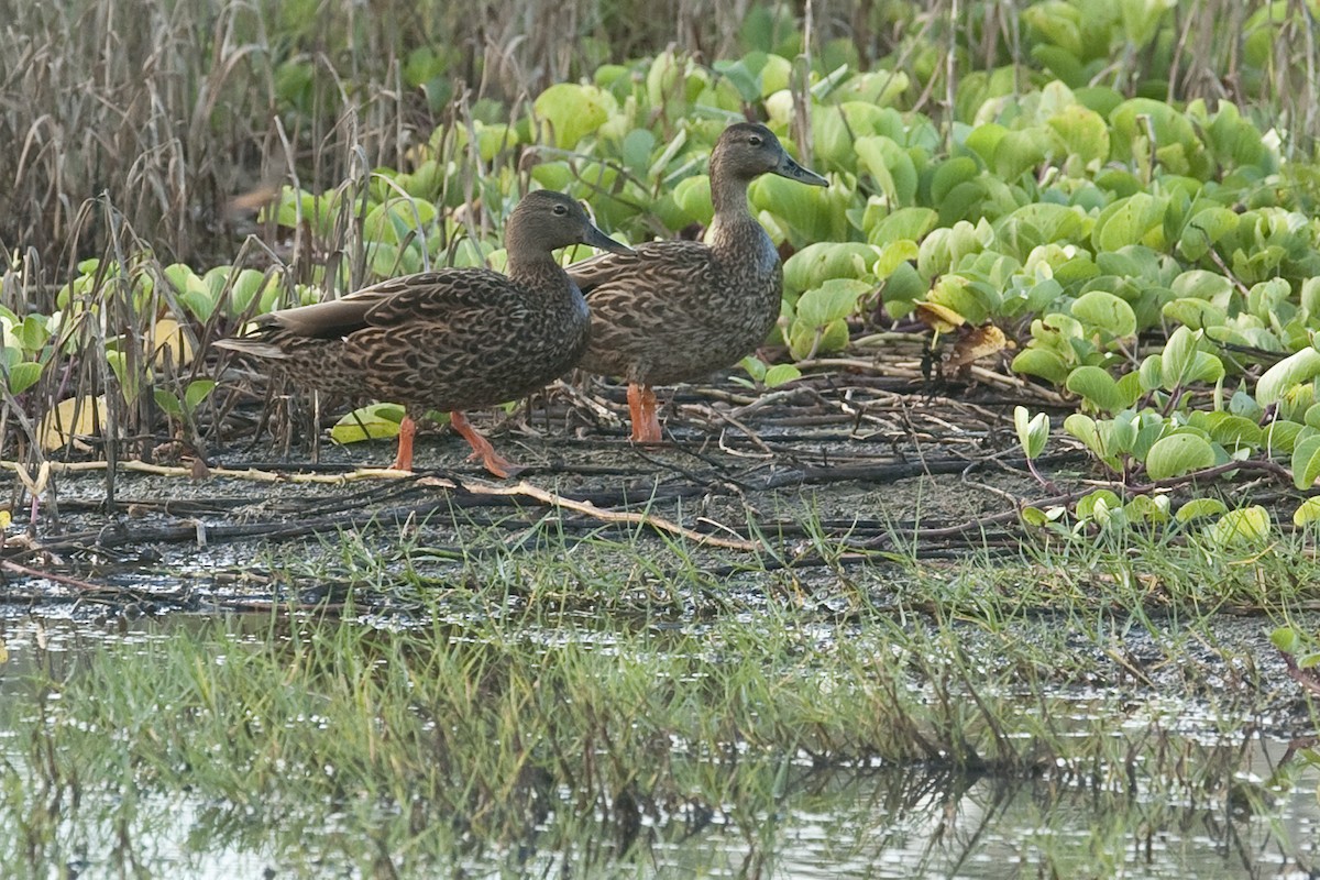 Canard des Hawaï - ML24814651