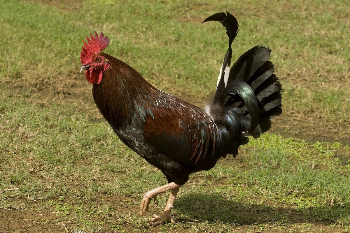 תרנגול בר (מבוית) - ML24814681
